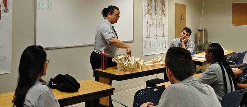 Teacher with students in a massage training session looking at the human skeleton. Looking for Massage programs in Vienna? Call AMBI